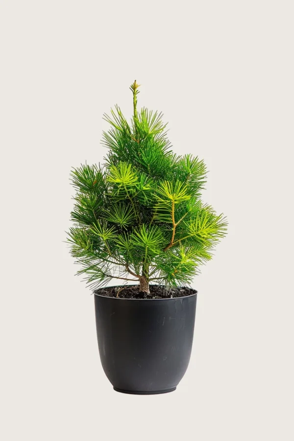 Cembrafyr 125cm Vel forgrenet | Plantinavia