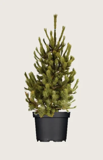 Cembrafyr 200cm Vel forgrenet | Plantinavia