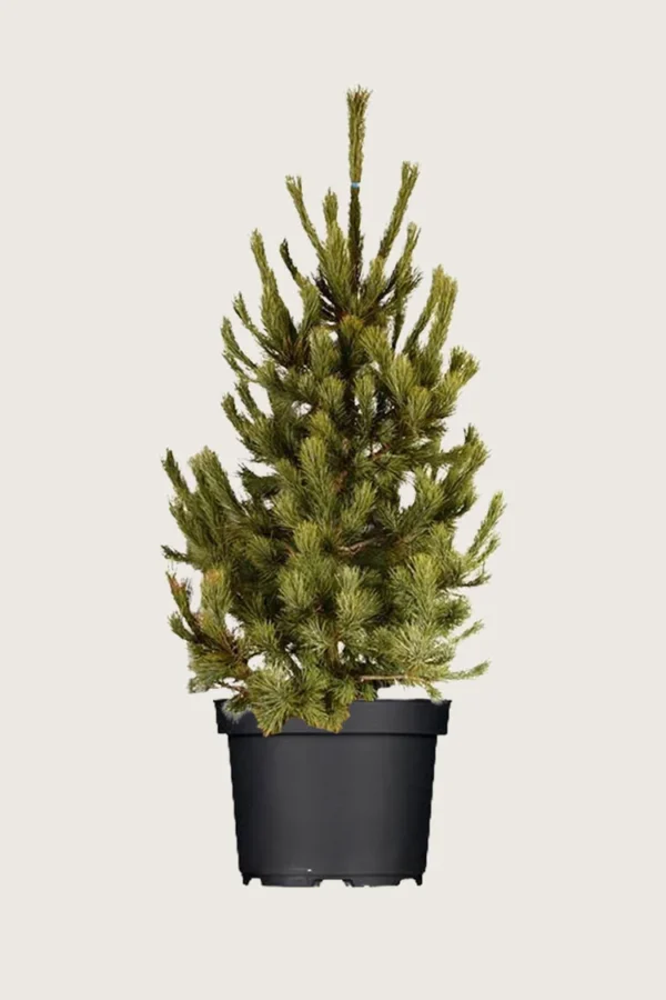 Cembrafyr 250cm Vel forgrenet | Plantinavia