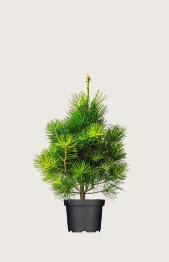 Cembrafyr 80cm Vel forgrenet | Plantinavia
