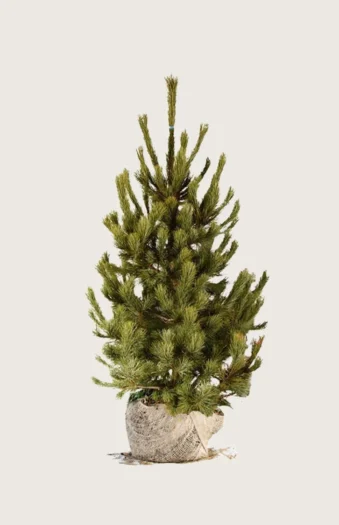 Cembrafyr 125cm Vel forgrenet | Plantinavia