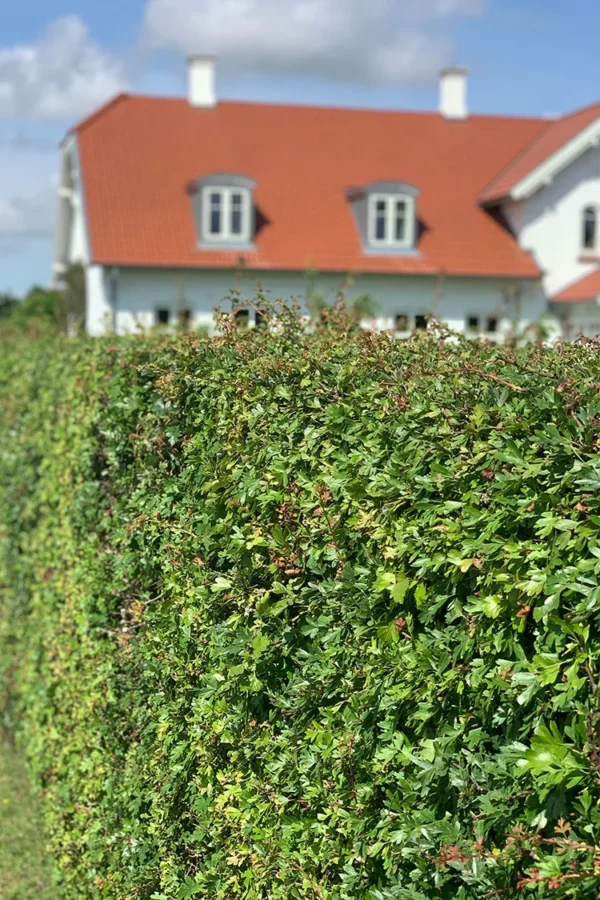 Engriflet Hvidtjørn