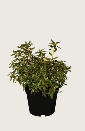 Dverg rhododendron 25cm Forgrenet | Plantinavia