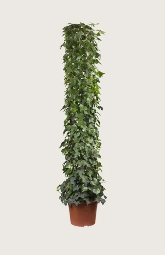 Efeu 250cm Forgrenet | Plantinavia