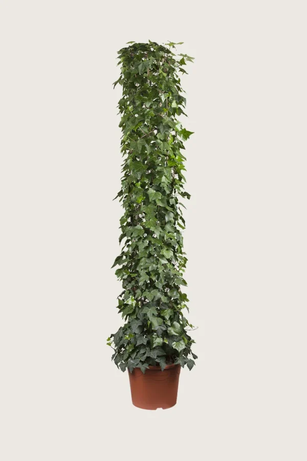 Efeu 250cm Forgrenet | Plantinavia