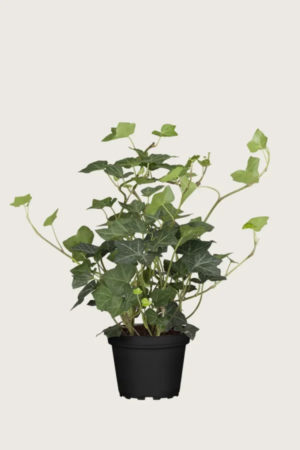 Efeu 40cm Forgrenet | Plantinavia