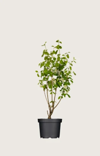 Ellebladet bærmispel 40cm Vel forgrenet | Plantinavia