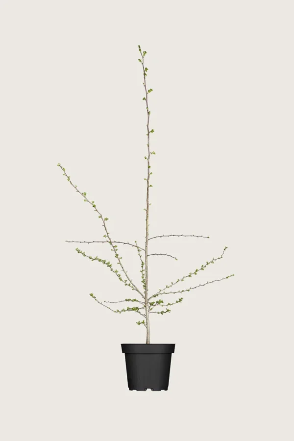 Engriflet Hvidtjørn 125cm Forgrenet | Plantinavia