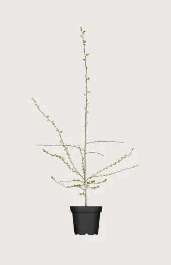 Engriflet Hvidtjørn 40cm Forgrenet | Plantinavia