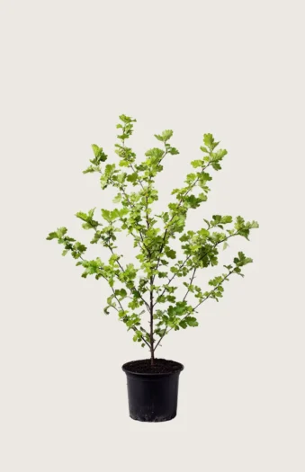 Engriflet Hvidtjørn 100cm Vel forgrenet | Plantinavia