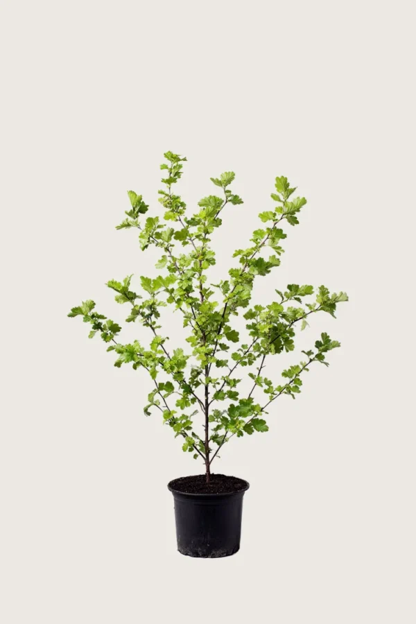 Engriflet Hvidtjørn 80cm Vel forgrenet | Plantinavia