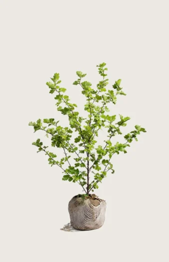 Engriflet Hvidtjørn 150cm Vel forgrenet | Plantinavia