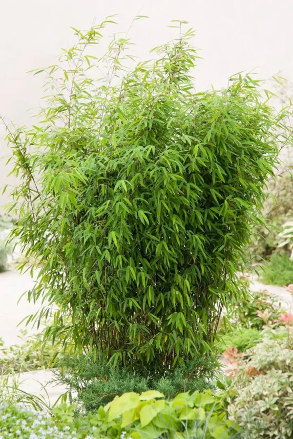 Sort Bambus Black Pearl