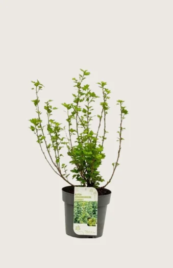 Fjeldribs 30cm Forgrenet | Plantinavia
