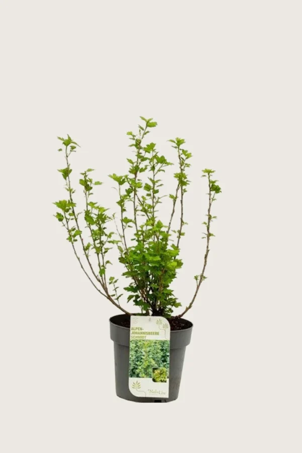Fjeldribs 30cm Forgrenet | Plantinavia