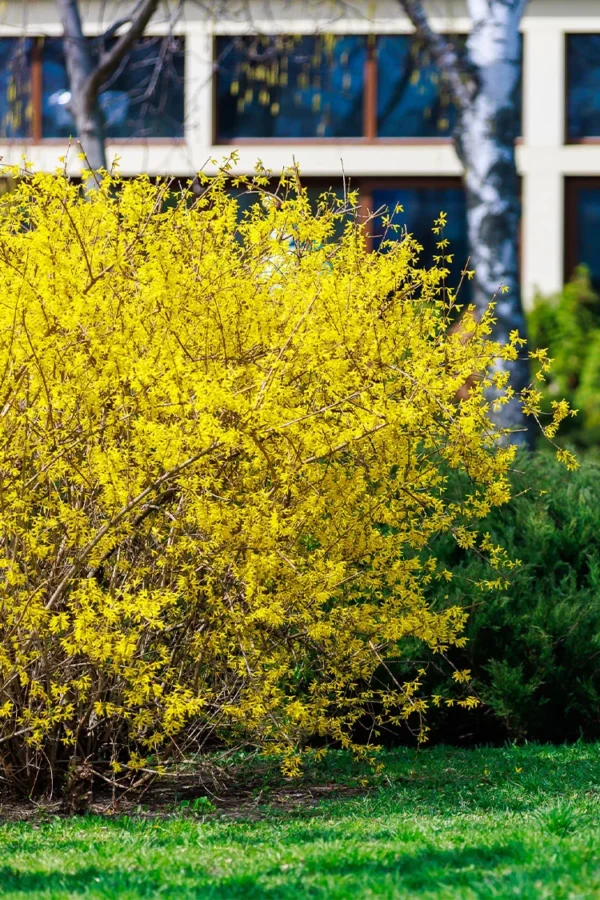 Forsythia