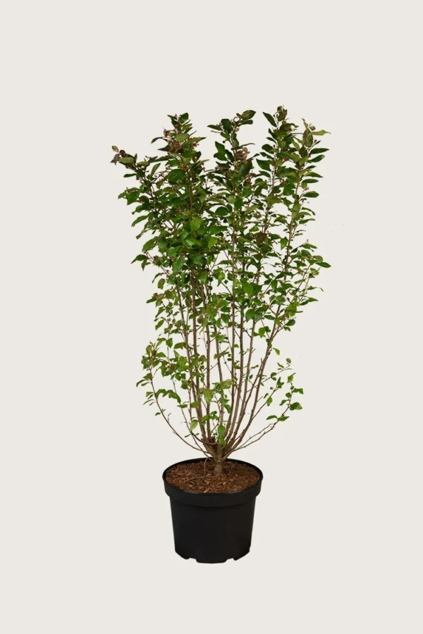 Glans dværgmispel 100cm Vel forgrenet | Plantinavia
