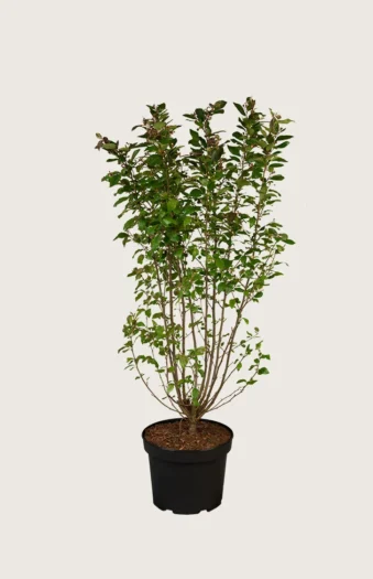 Glans dværgmispel 150cm Vel forgrenet | Plantinavia