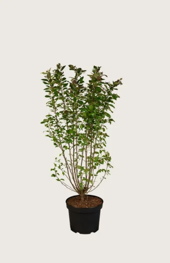Glans dværgmispel 60cm Vel forgrenet | Plantinavia