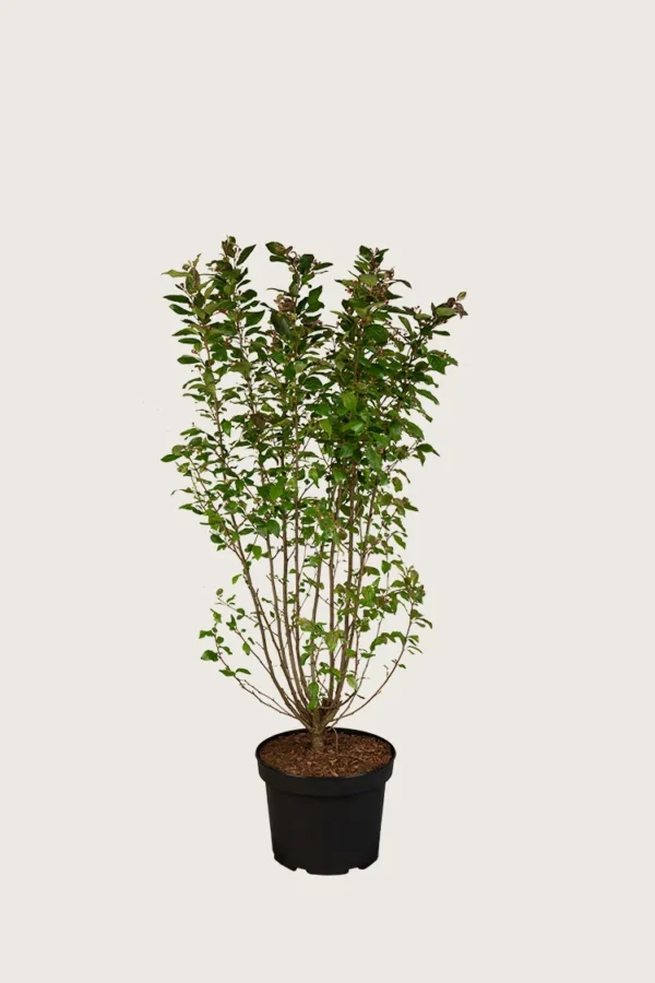 Glans dværgmispel 80cm Vel forgrenet | Plantinavia