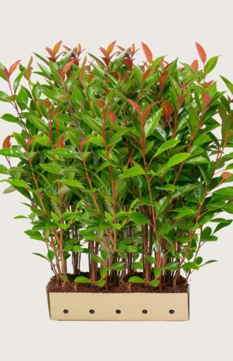 Glansmispel 200cm Vel forgrenet | Plantinavia