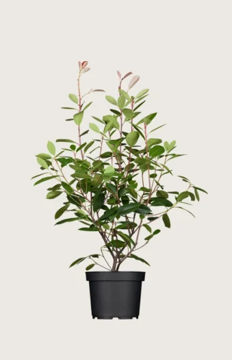 Glansmispel 150cm Vel forgrenet | Plantinavia