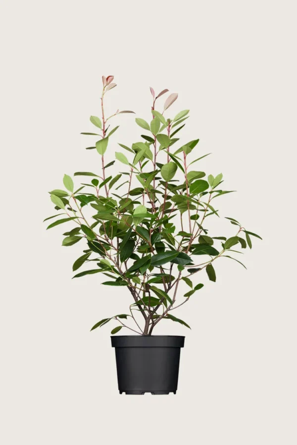 Glansmispel 150cm Vel forgrenet | Plantinavia