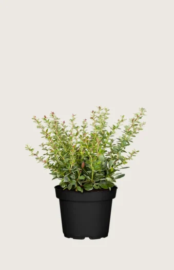 Grøn Berberis 15cm Forgrenet | Plantinavia