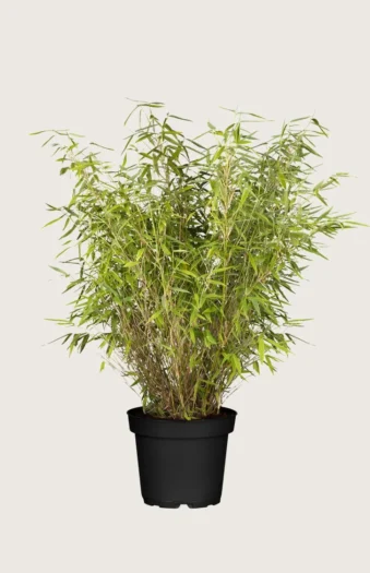 Gul Bambus Jumbo 125cm Vel forgrenet | Plantinavia