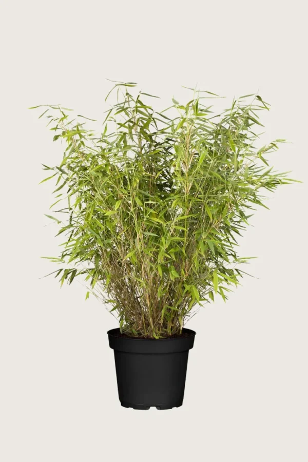 Gul Bambus Jumbo 125cm Vel forgrenet | Plantinavia