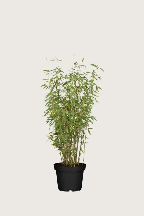 Gul Bambus Jumbo 60cm Vel forgrenet | Plantinavia