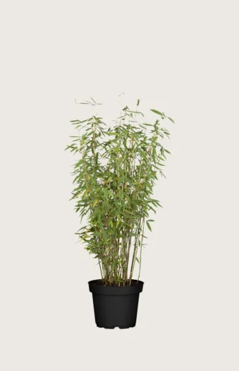 Gul Bambus Jumbo 80cm Vel forgrenet | Plantinavia