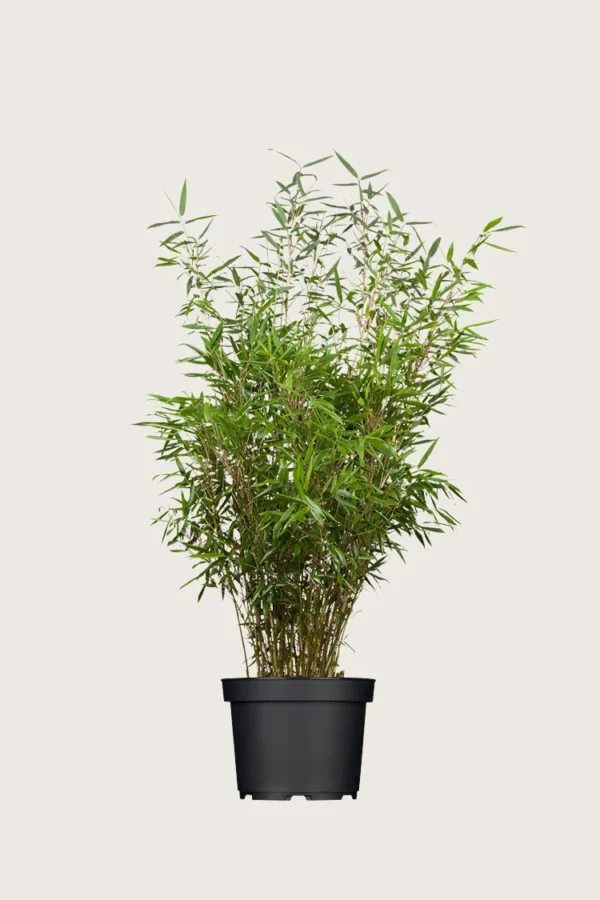Gul Bambus Rufa 125cm Forgrenet | Plantinavia