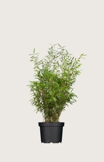 Gul Bambus Rufa 100cm Vel forgrenet | Plantinavia