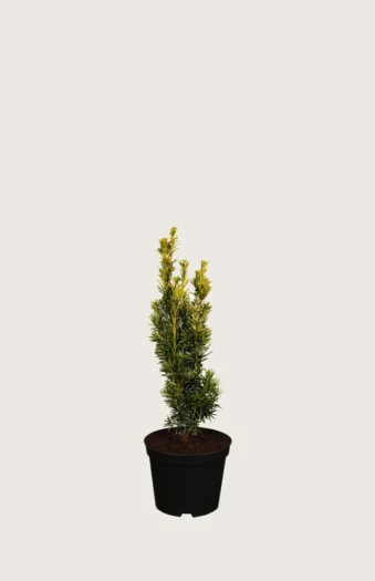 Gul Søjletaks 15cm Forgrenet | Plantinavia