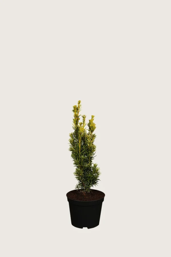 Gul Søjletaks 20cm Forgrenet | Plantinavia