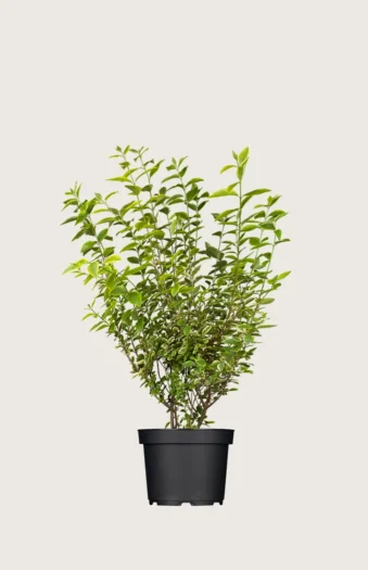 Gulbroget Liguster 80cm Forgrenet | Plantinavia