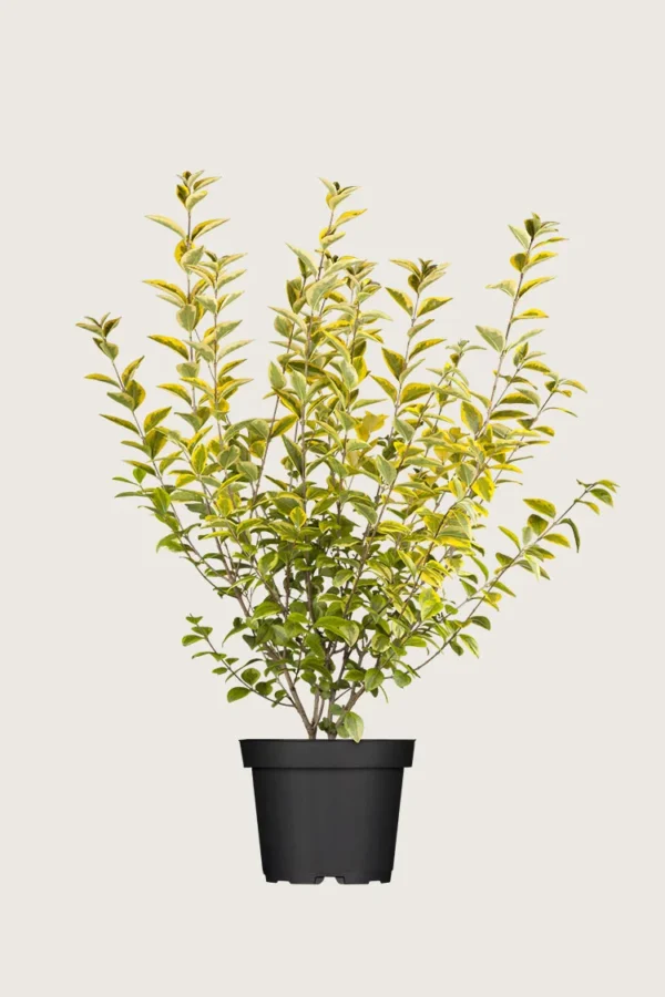 Gulbroget Liguster 100cm Outlet | Plantinavia