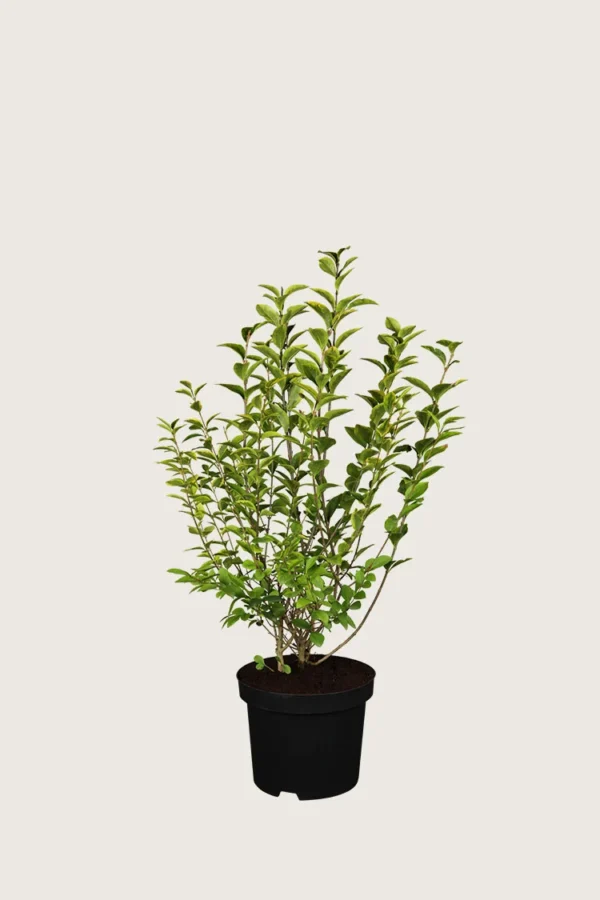 Gulbroget Liguster 40cm Outlet | Plantinavia