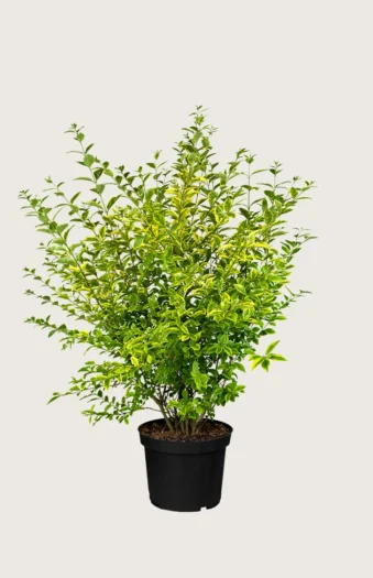Gulbroget Liguster 125cm Vel forgrenet | Plantinavia