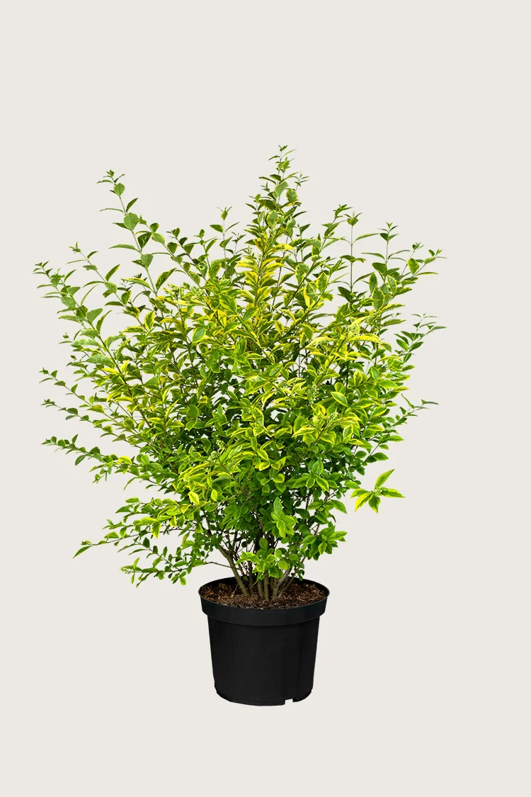Gulbroget Liguster 125cm Vel forgrenet | Plantinavia