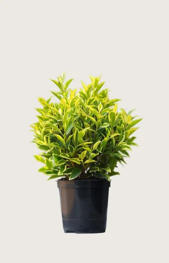 Gulbroget Liguster 60cm Vel forgrenet | Plantinavia