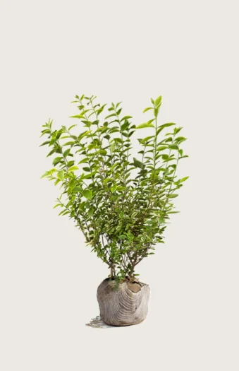 Gulbroget Liguster 100cm Forgrenet | Plantinavia