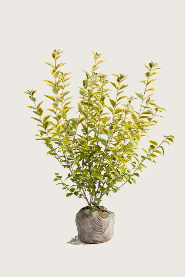 Gulbroget Liguster 125cm Outlet | Plantinavia