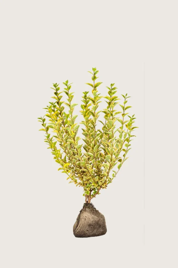 Gulbroget Liguster 80cm Outlet | Plantinavia
