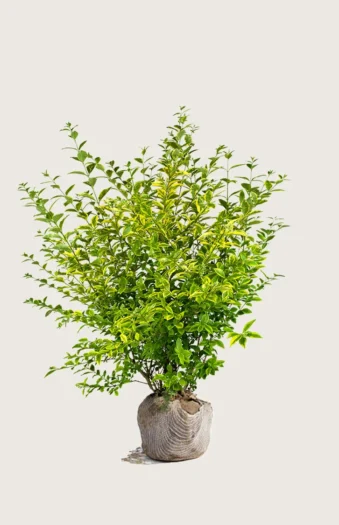 Gulbroget Liguster 125cm Vel forgrenet | Plantinavia