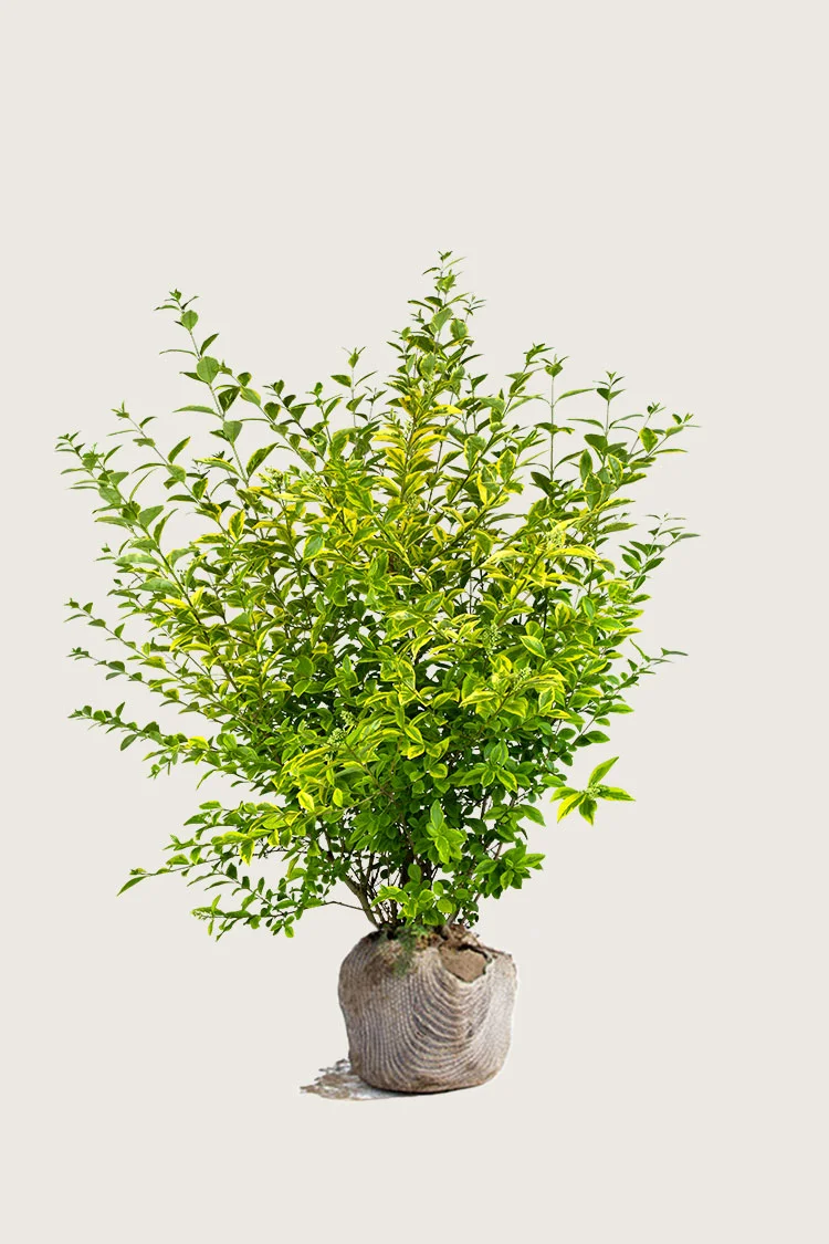 Gulbroget Liguster 125cm Vel forgrenet | Plantinavia