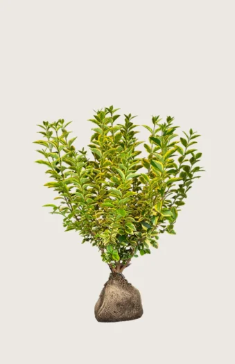 Gulbroget Liguster 60cm Vel forgrenet | Plantinavia