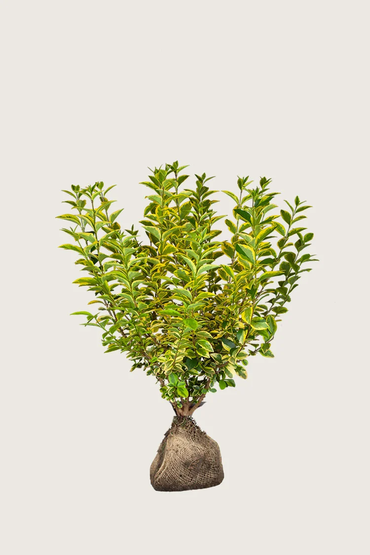 Gulbroget Liguster 80cm Vel forgrenet | Plantinavia