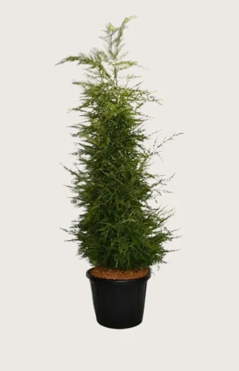 Hemlock 200cm Vel forgrenet | Plantinavia
